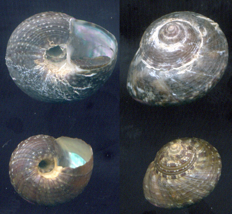 Gibbula umbilicaris